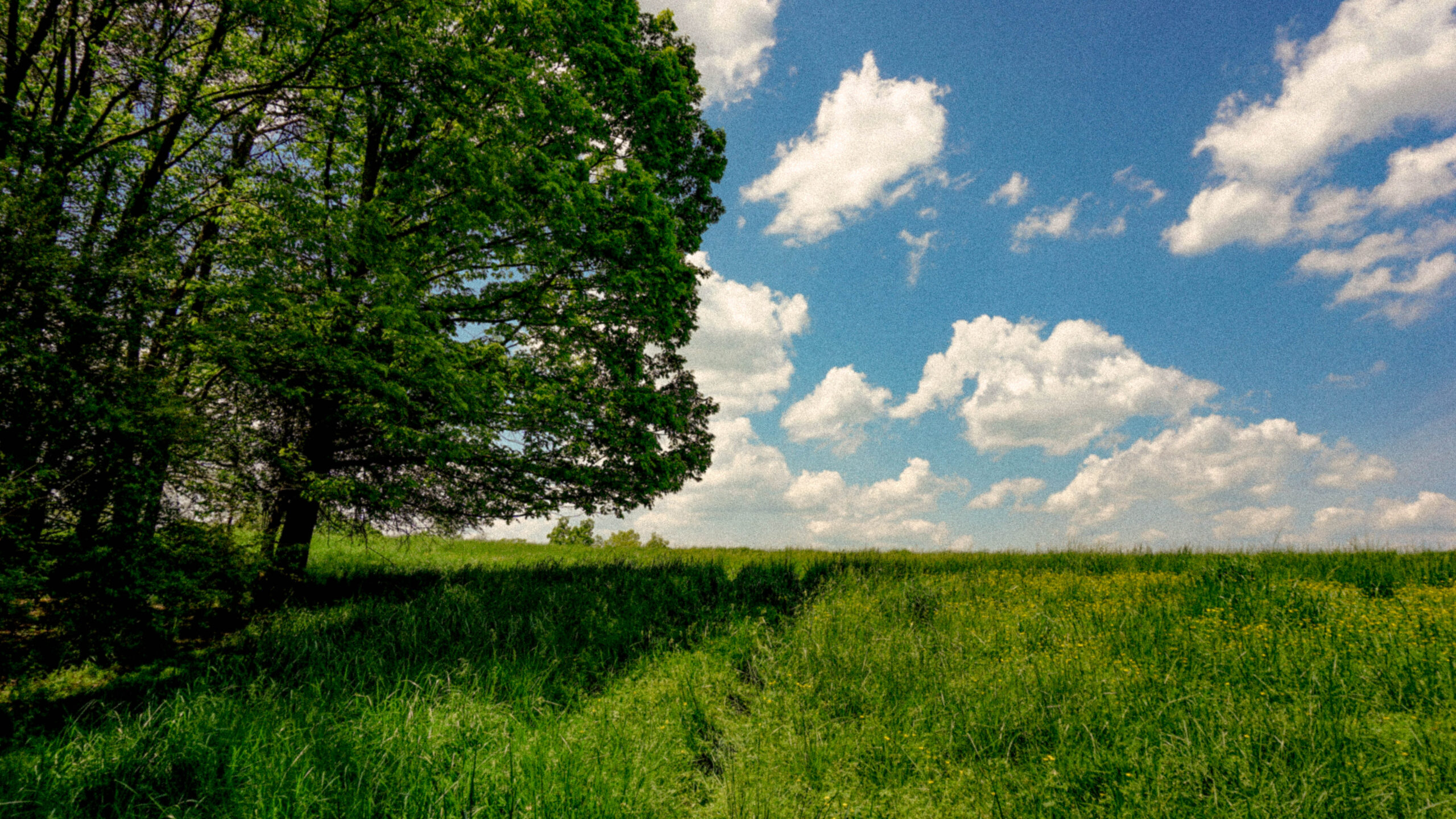 Visual representation of Shalom and creation harmony